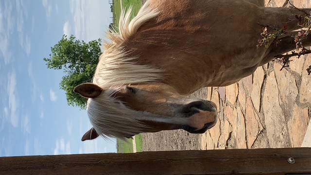 Horse at Valley Mills sanctuary