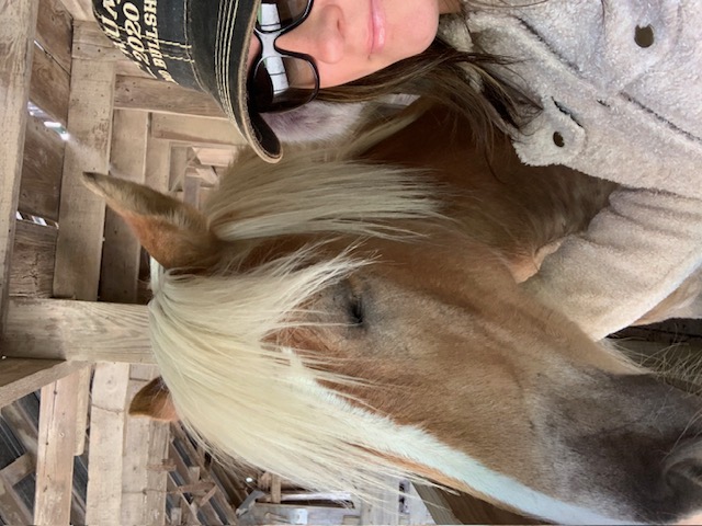 Sanctuary horse