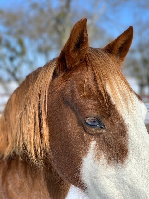 Sanctuary horse