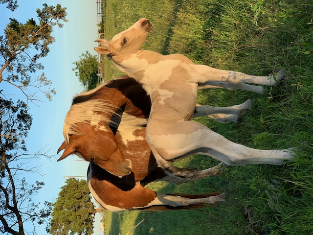 Sanctuary horse