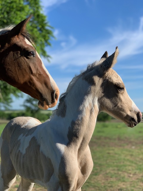 Sanctuary horse