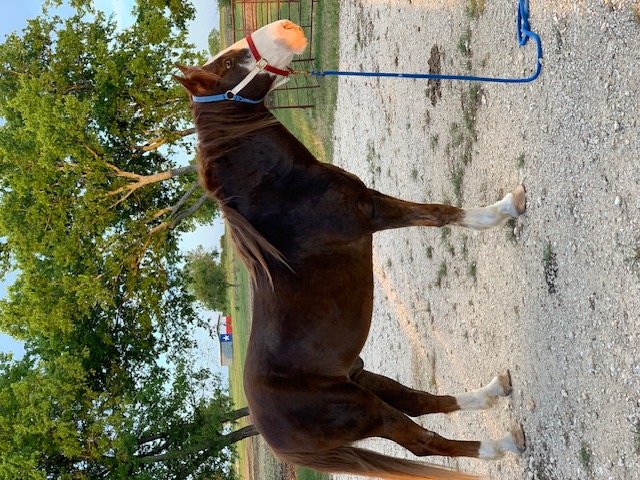 Sanctuary horse