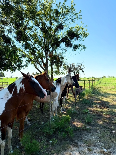Sanctuary horse