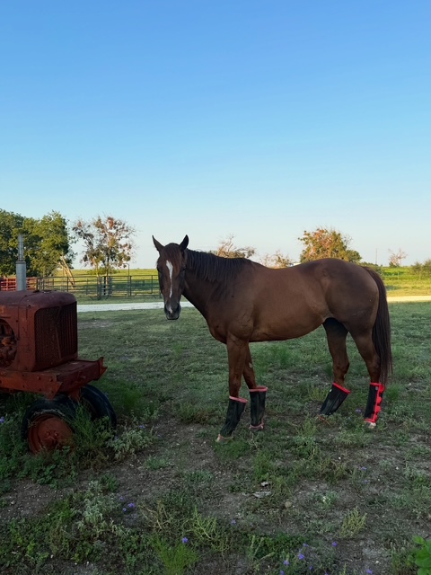 Sanctuary horse