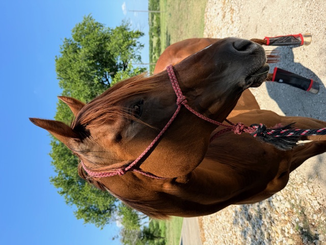 Sanctuary horse