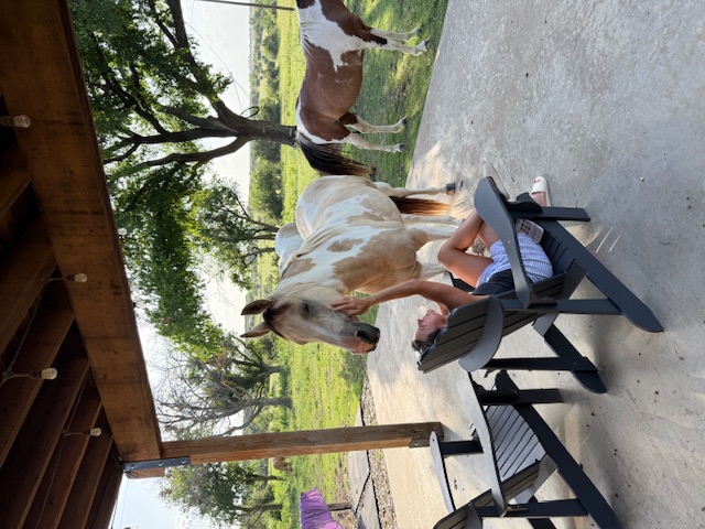 Horse at Unbridled Equine Sanctuary