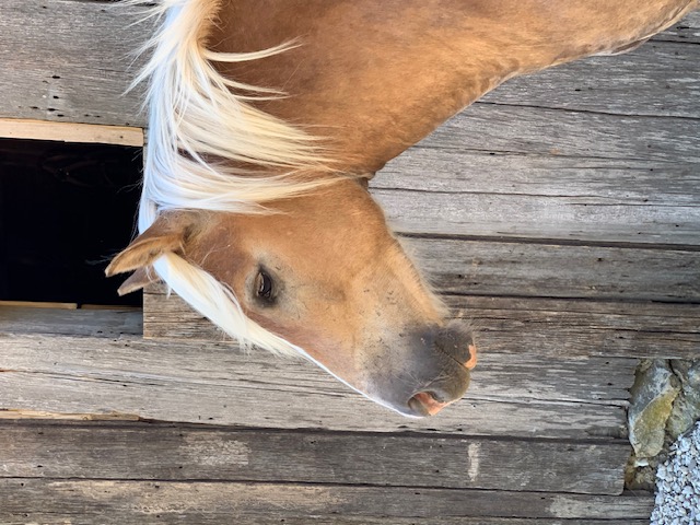 Sanctuary horse