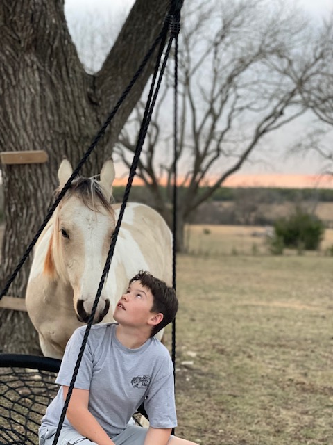 Sanctuary horse