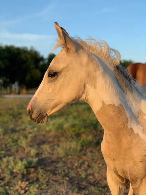 Sanctuary horse