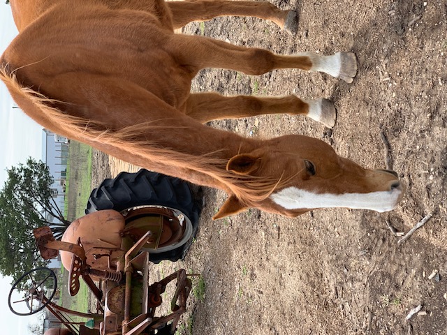 Sanctuary horse