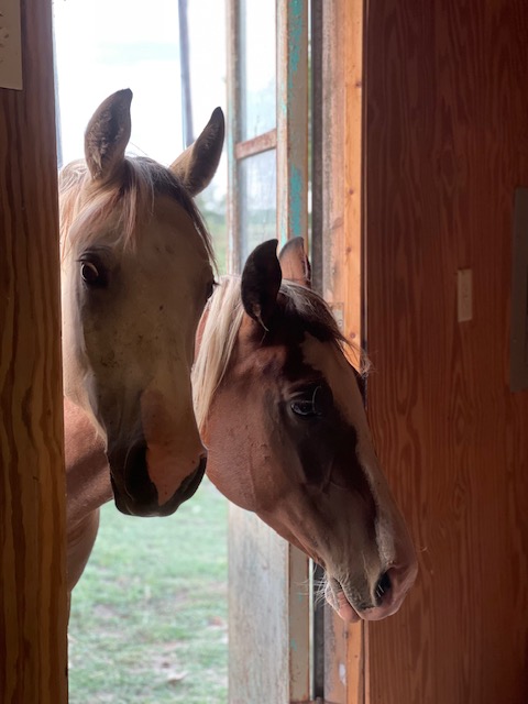 Horse at Valley Mills sanctuary