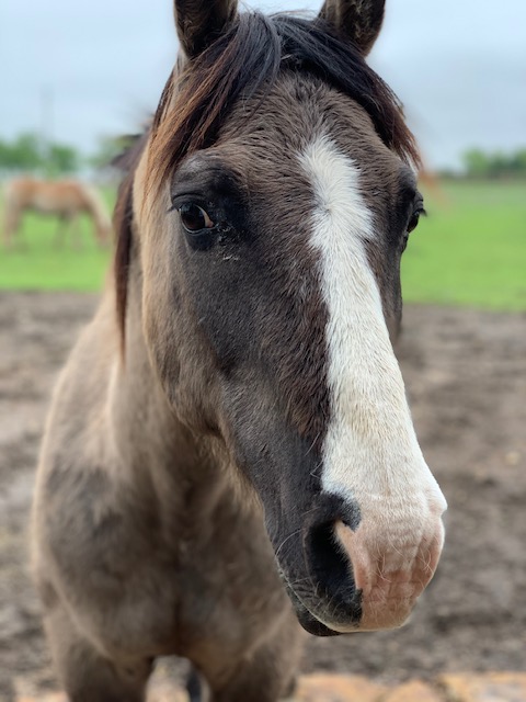 Sanctuary horse